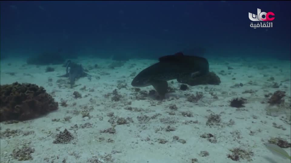 أغاني مفرغة - موشحات - مركز عمان للموسيقى التقليدية - الحلقة 18