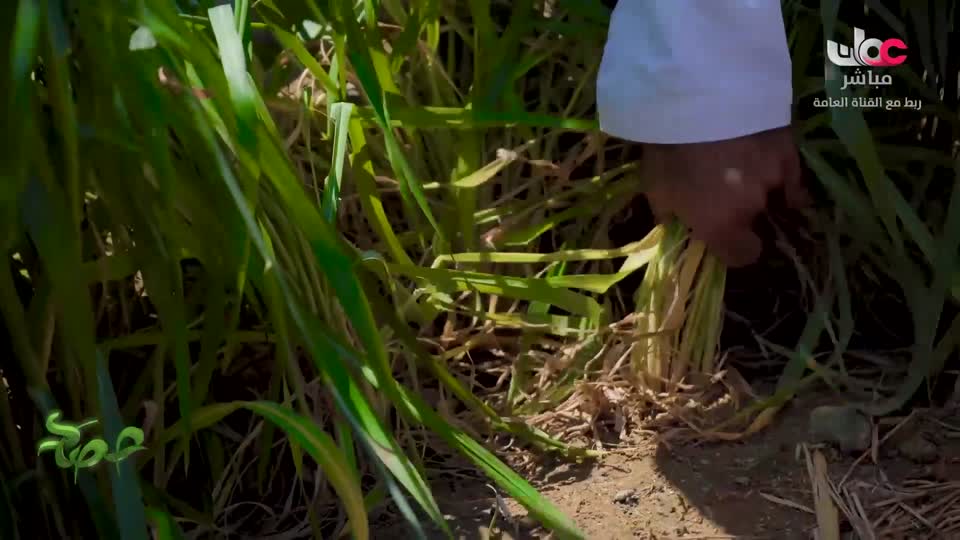 البرنامج العلمي - حصاد - الحلقة 9