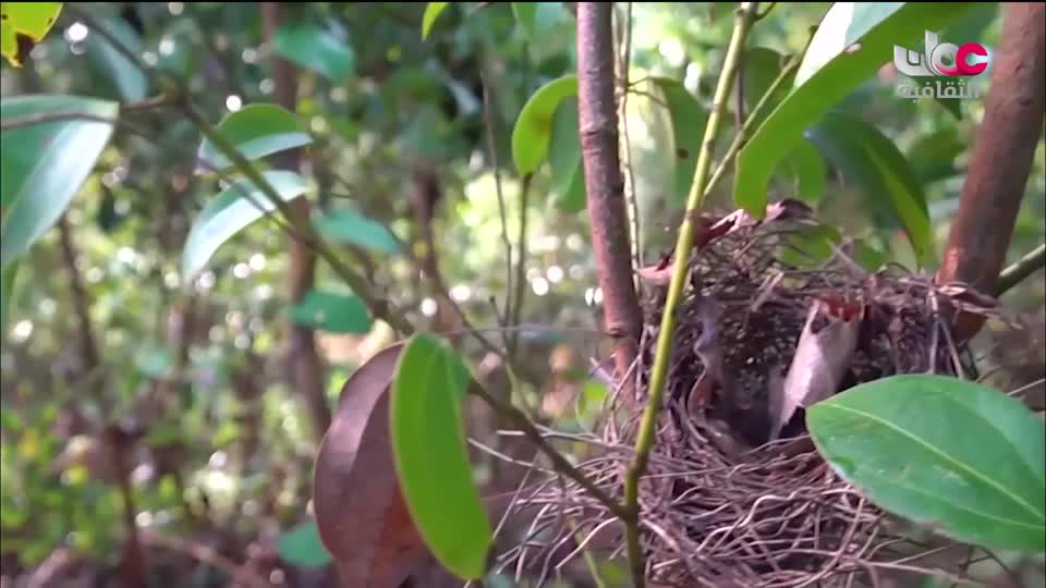 البرنامج الثقافي - عالم الأشجار