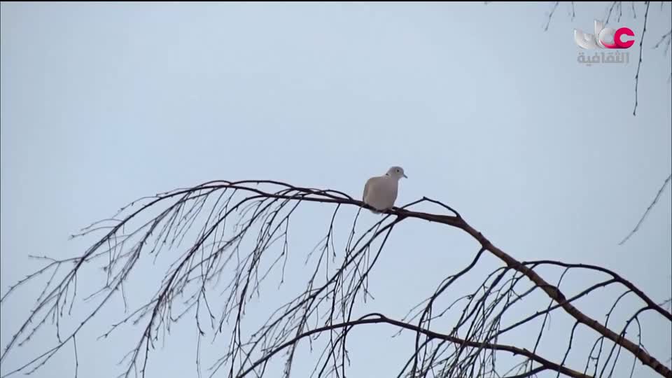 برنامج _ الحارات العمانية - الحلقة 9