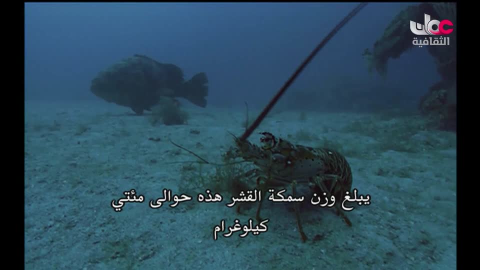 سبحانك ربي - الحلقة 11