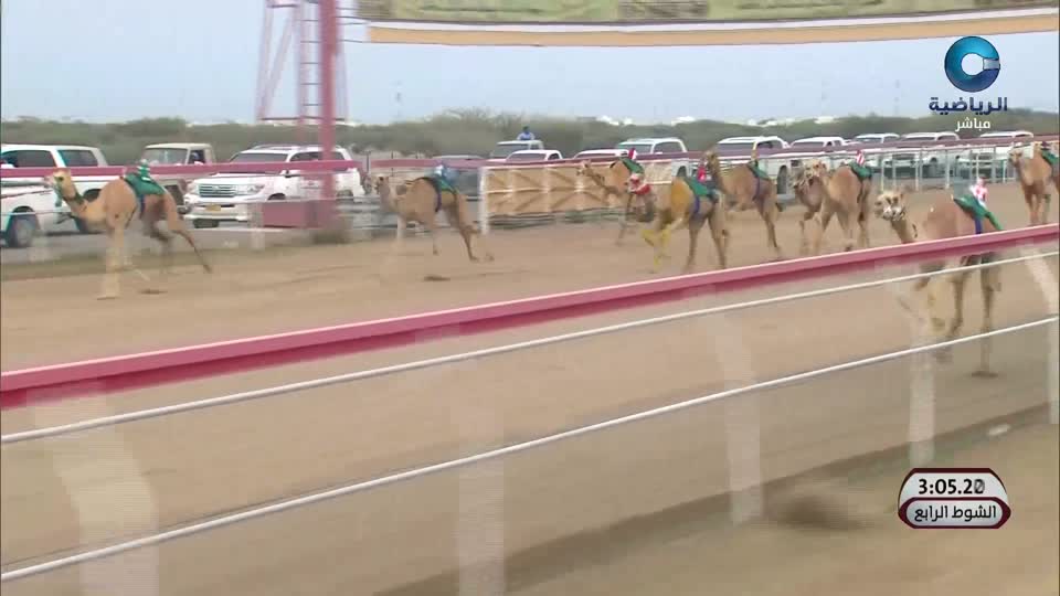 السباق الختامي لكأس جلالة السلطان للهجن 2026
