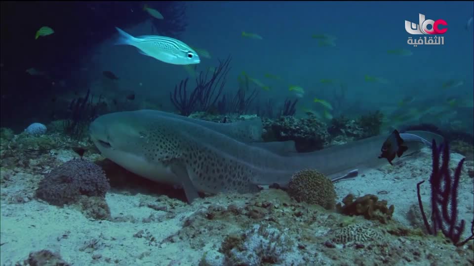 البرنامج الثقافي - غرائب البحار - الحلقة 1