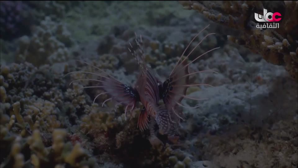 البرنامج الثقافي - كنوز من الموسوعة العمانية - الحلقة 9