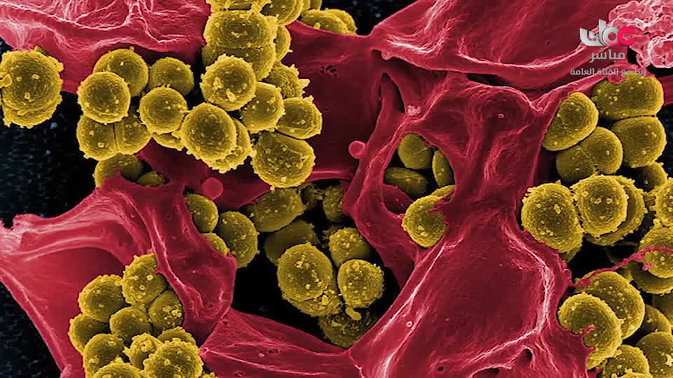 برنامج - نحو عالم اكثر اخضرارا - الحلقة 10