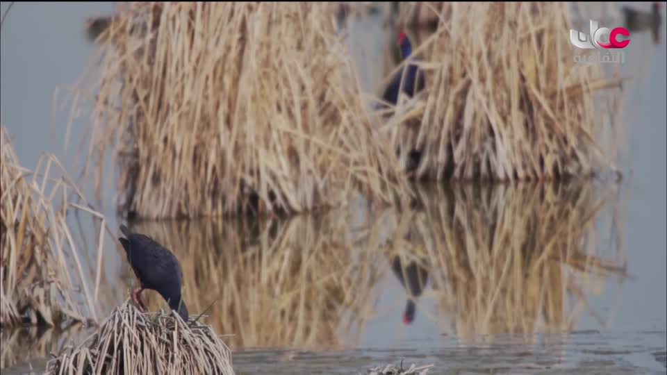 البرنامج الثقافي الدلتا في العالم - الحلقة 3