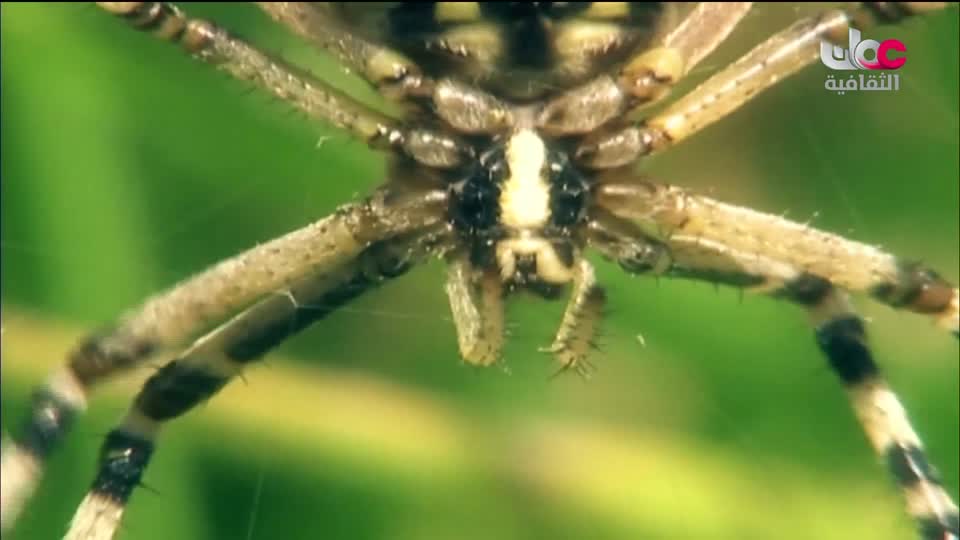 برنامج _ الحارات العمانية - الحلقة 10