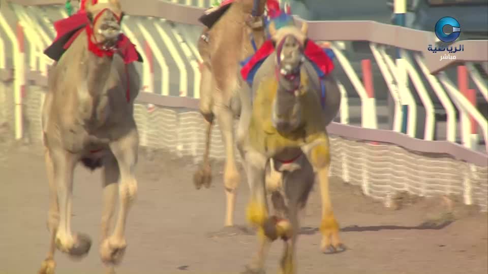 السباق الختامي لكأس جلالة السلطان للهجن 2026