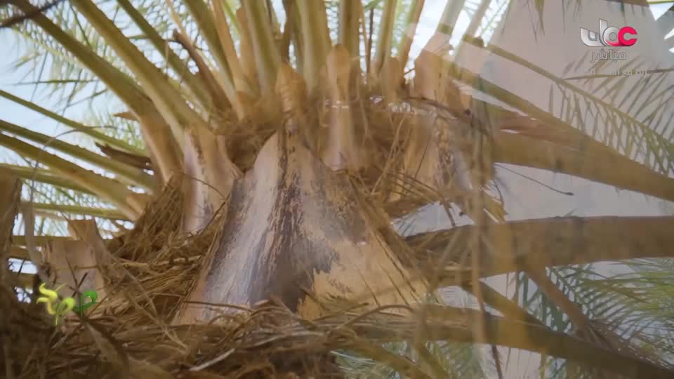 البرنامج العلمي - حصاد - الحلقة 11