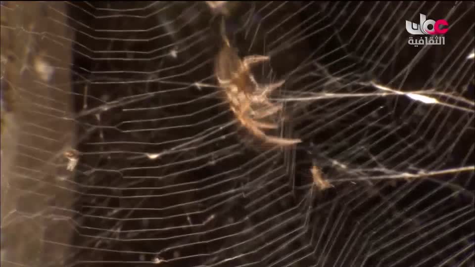 البرنامج الثقافي - البحث عن المعرفة ج4