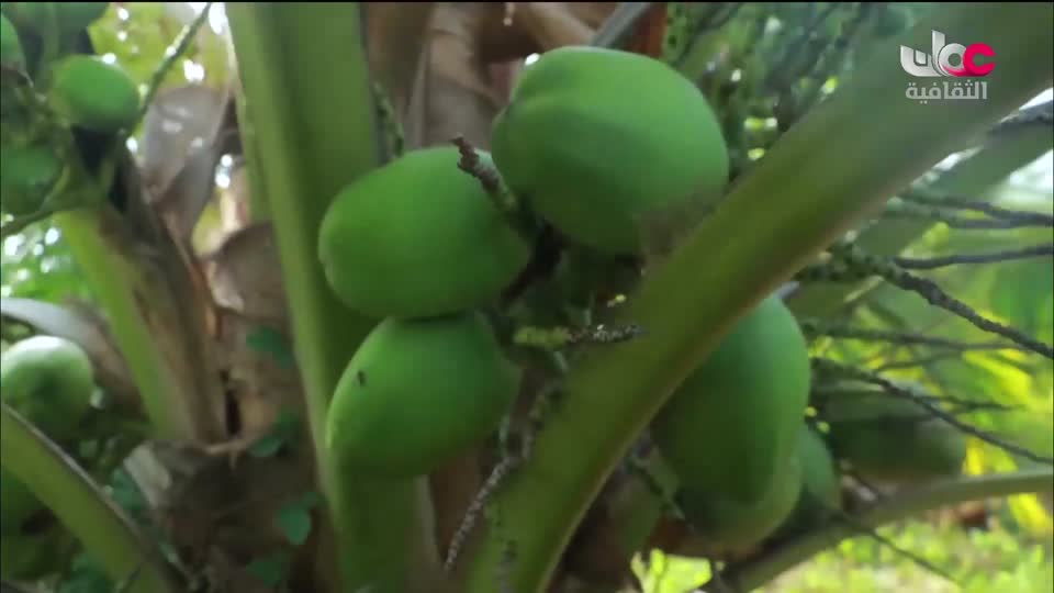 برنامج/اغاني مفرغة-موشحات - مركز عمانللموسيقى التق