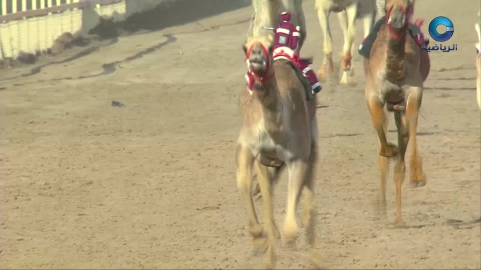 السباق الختامي لكأس جلالة السلطان للهجن - الفليج 2026 - الحلقة 2