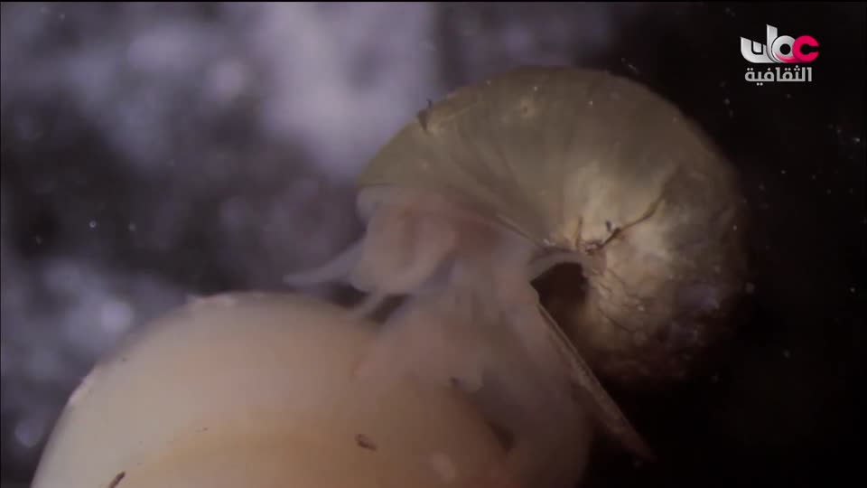 البرنامج الثقافي - البحث عن المعرفة ج4