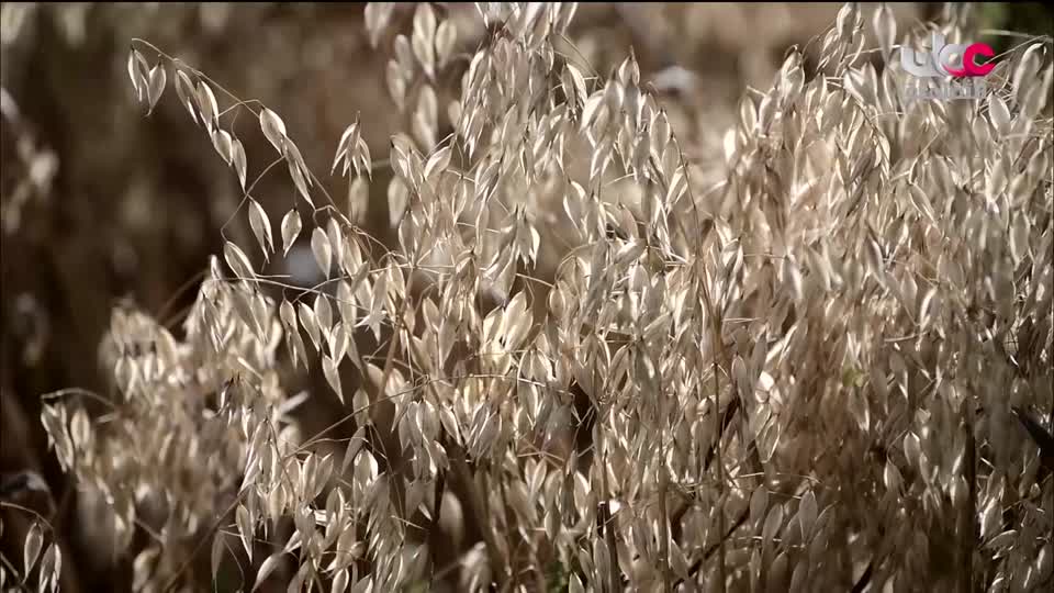 البرنامج الثقافي أرض ونار - تطور فن الطبخ - الحلقة 12