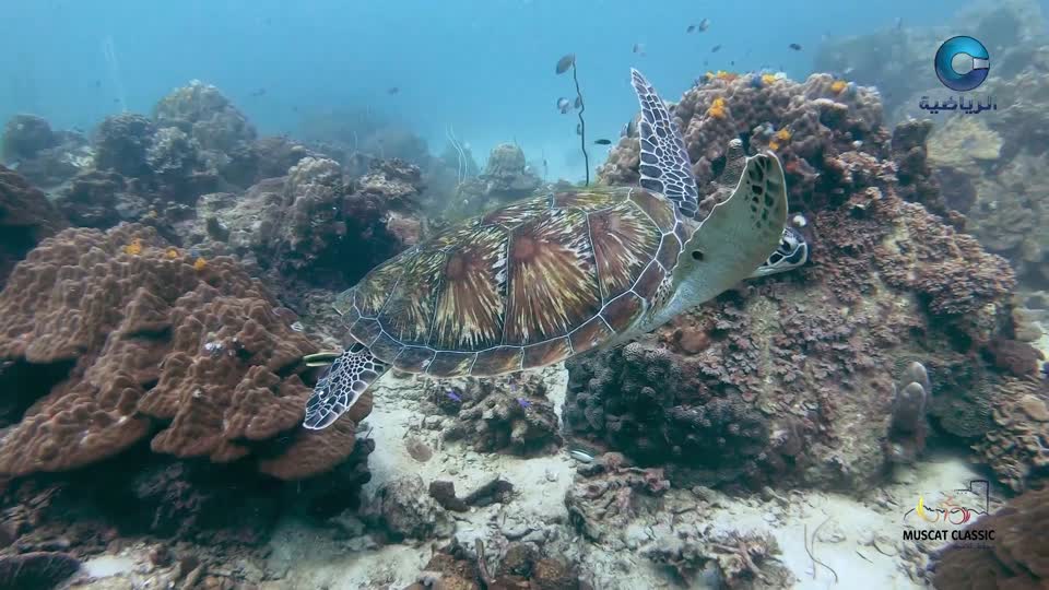 ملخص طواف عمان 2026 - الحلقة 1