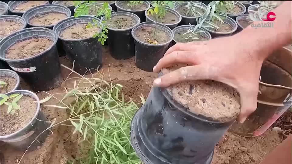 برنامج/اغاني مفرغة-موشحات - مركز عمانللموسيقى التق