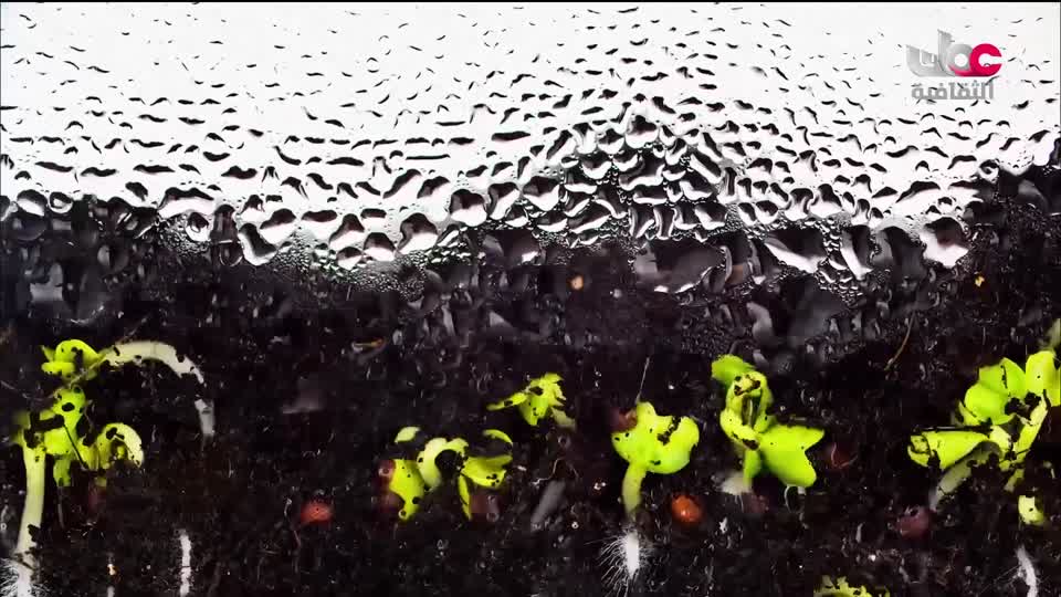 البرنامج الثقافي - زيوت عطرية - الحلقة 12