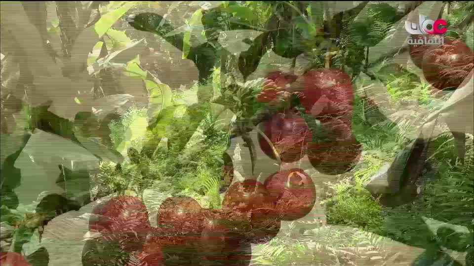 برنامج - أنا البحر - الحلقة 12