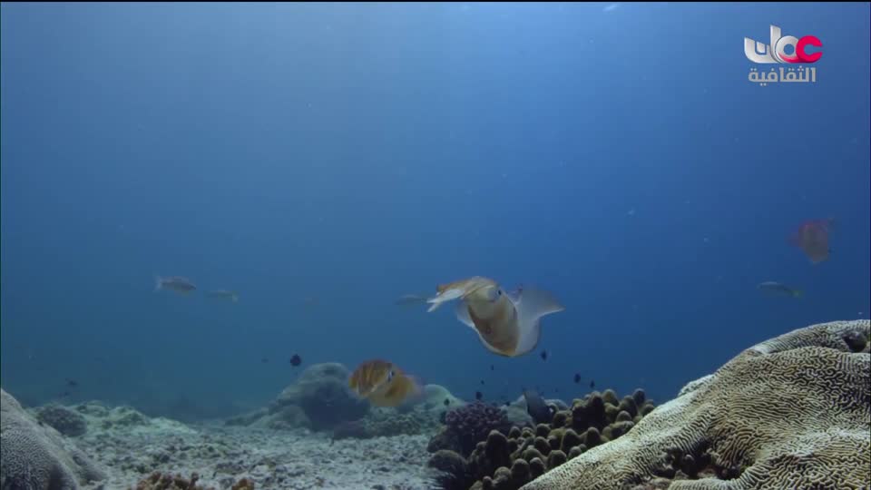 البرنامج الثقافي - غرائب البحار - الحلقة 2