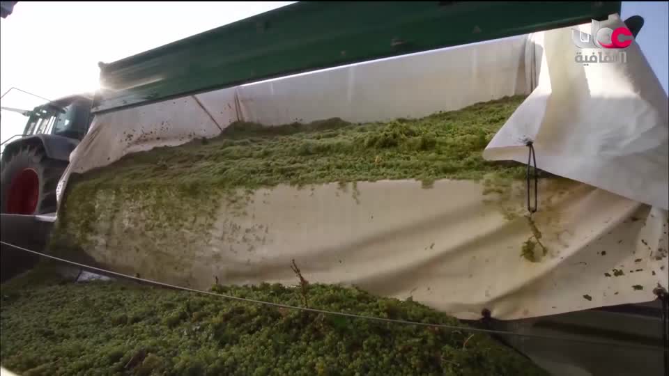 برنامج - فيتامينات - الحلقة 84