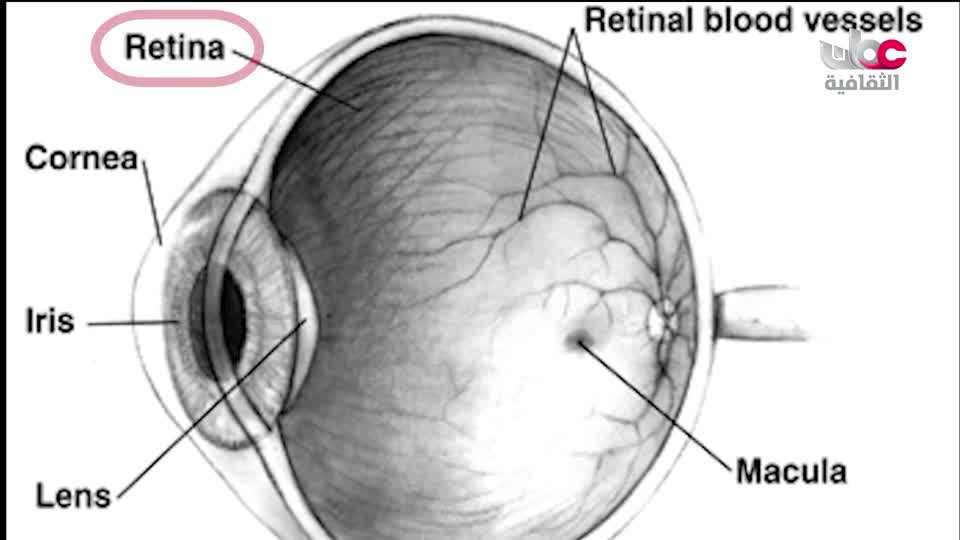 البرنامج الثقافي داخل العقل - الحلقة 13