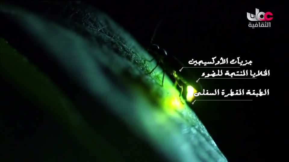 برنامج _ الحارات العمانية - الحلقة 13