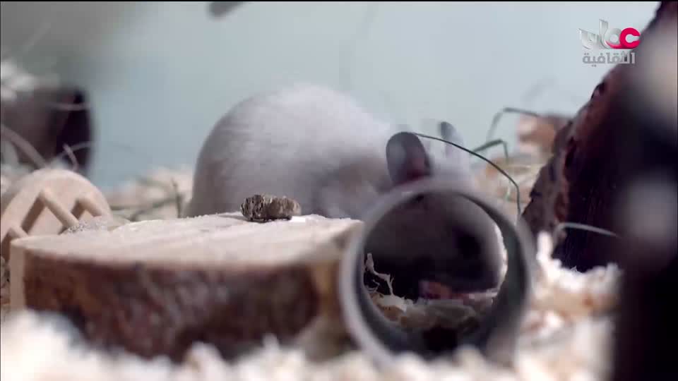 برنامج/اغاني مفرغة-موشحات - مركز عمانللموسيقى التق