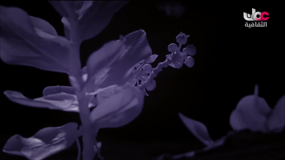 البرنامج الثقافي - كنوز من الموسوعة العمانية - الحلقة 1