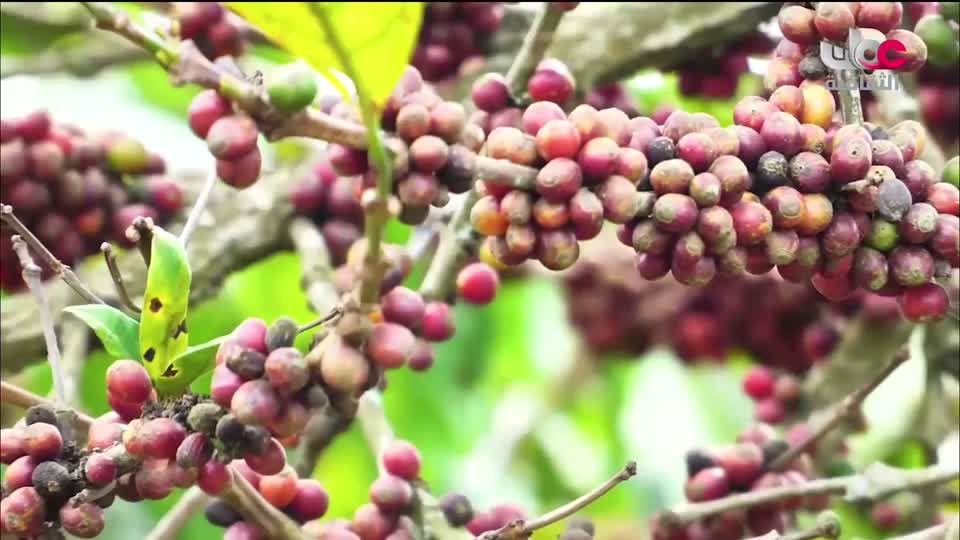 برنامج - فيتامينات - الحلقة 85