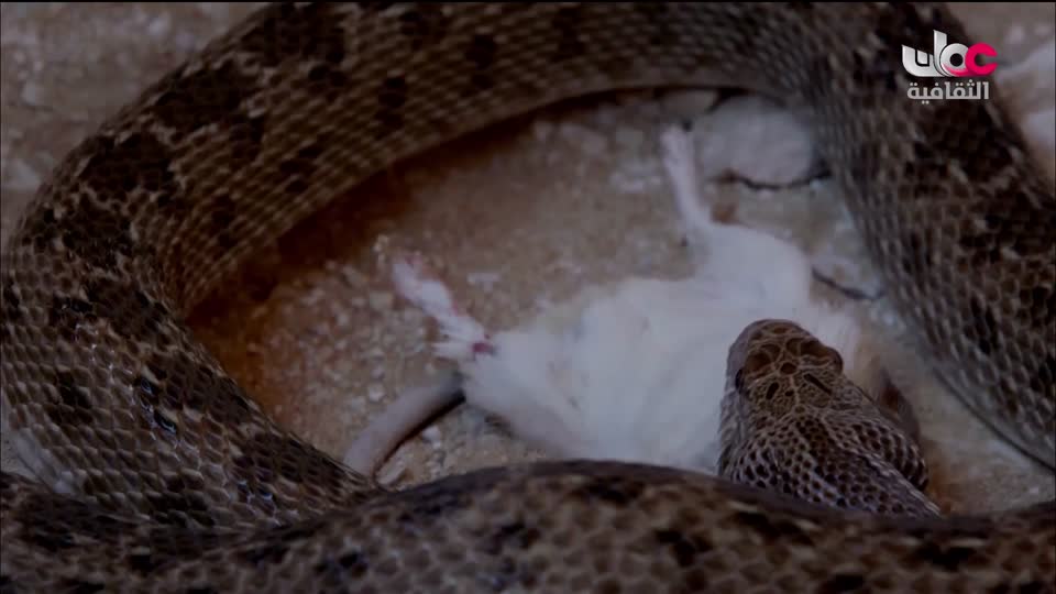 البرنامج الثقافي - غرائب الصحاري - الحلقة 2