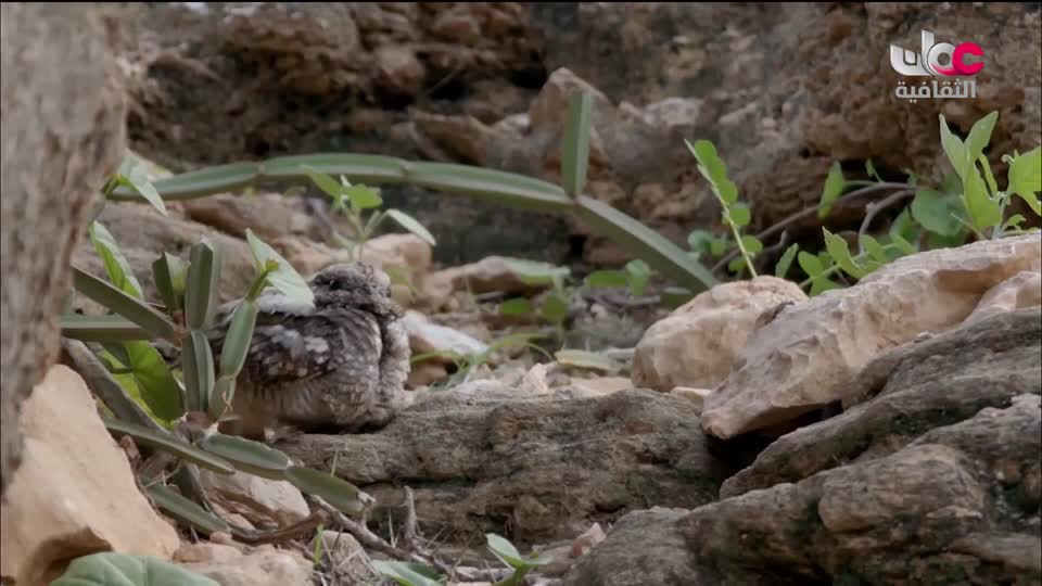 البرنامج الثقافي - غرائب الصحاري - الحلقة 4