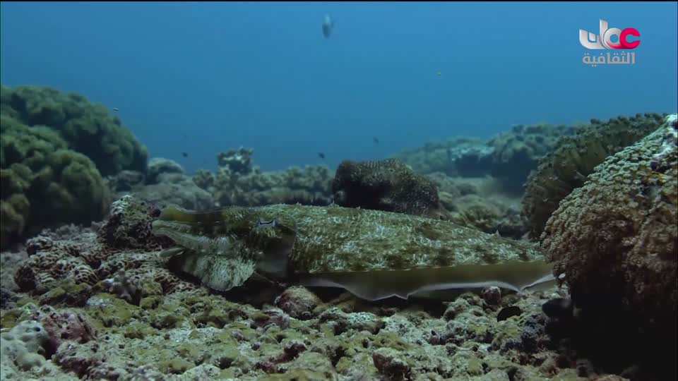 البرنامج الثقافي - كنوز من الموسوعة العمانية - الحلقة 3