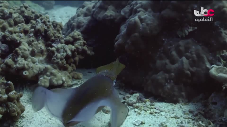 أغاني مفرغة - موشحات - لمركز عمان للموسيقى التقليدية - الحلقة 3