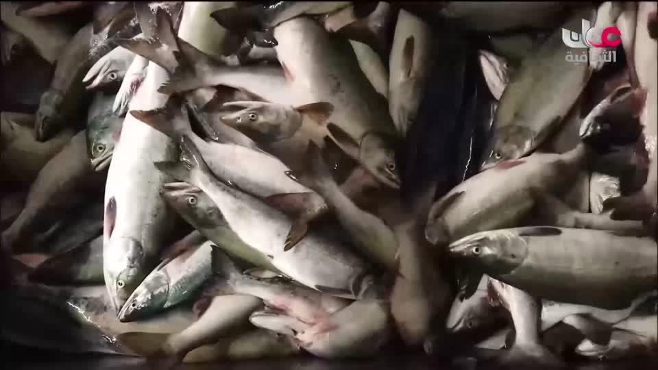 برنامج - أنا البحر - الحلقة 17