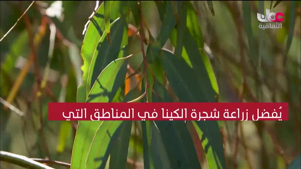 برنامج/اغاني مفرغة-موشحات - مركز عمانللموسيقى التق