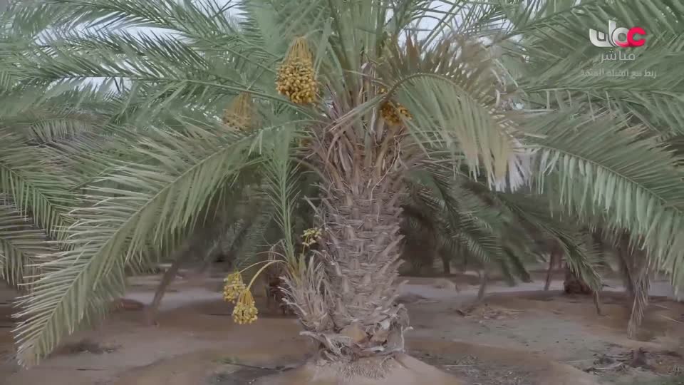 البرنامج العلمي - حصاد - الحلقة 17