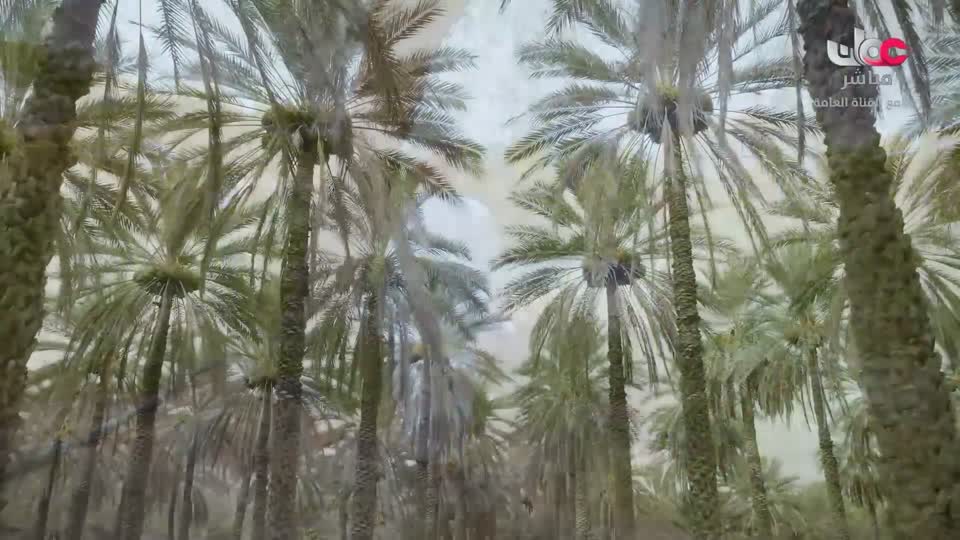 البرنامج العلمي - حصاد - الحلقة 17