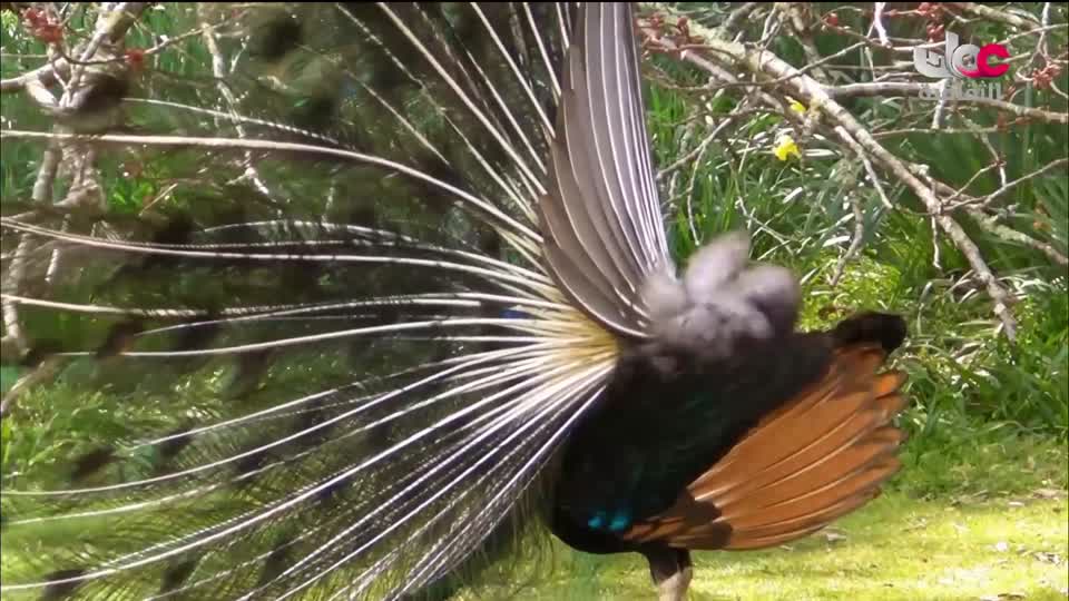 برنامج _ من عبق اللغة _ ج3 - الحلقة 18