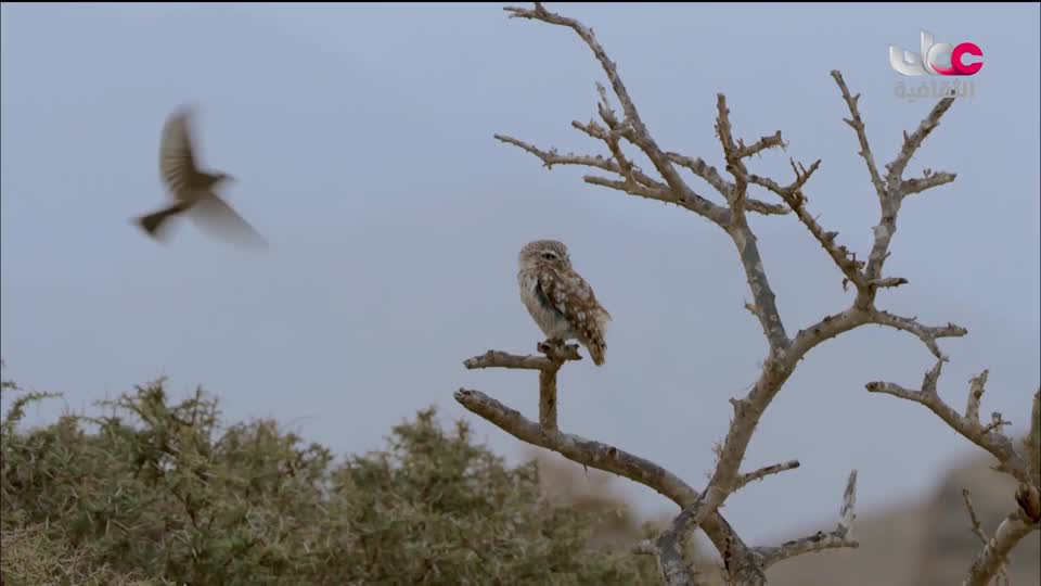 البرنامج الثقافي - مستطيل بودكاست - الحلقة 6