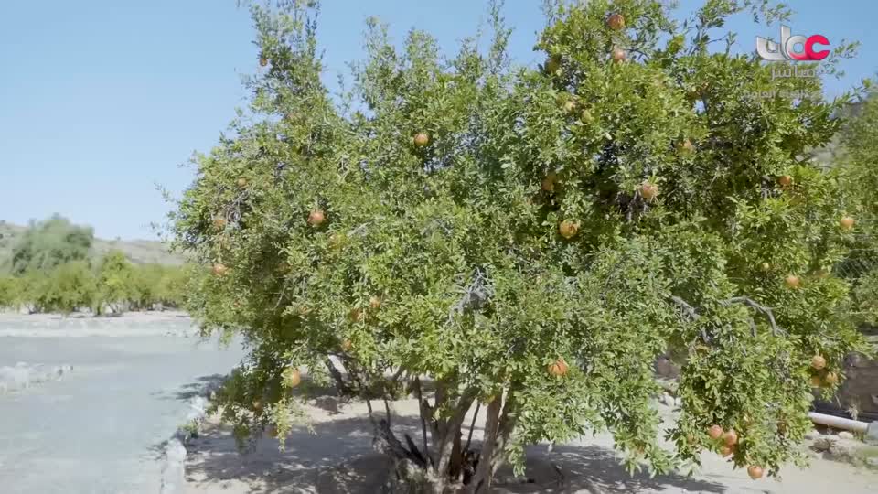 البرنامج العلمي - حصاد - الحلقة 18