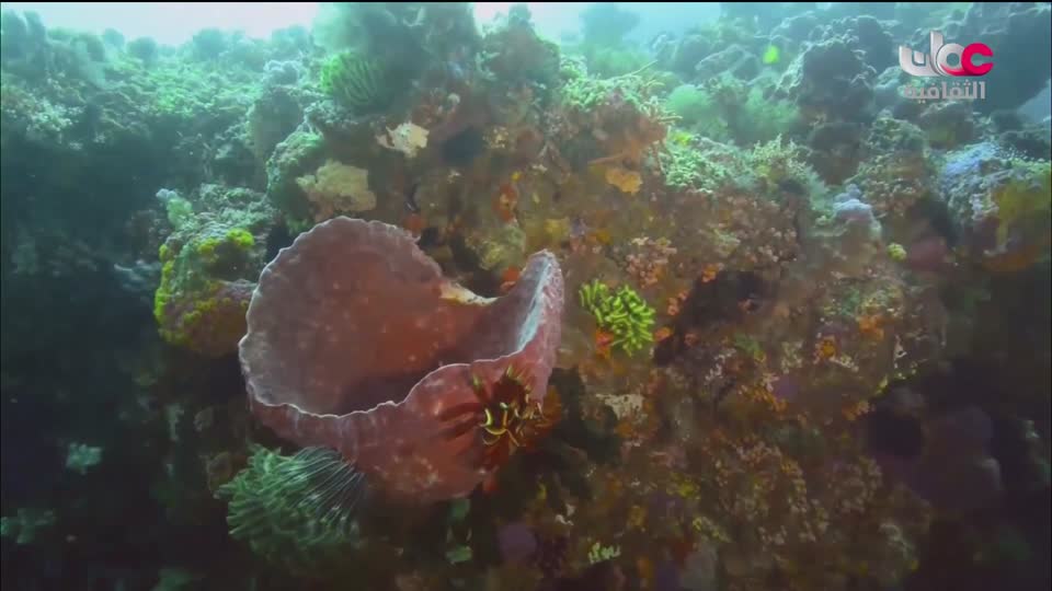 برنامج _ حارات - الحلقة 18