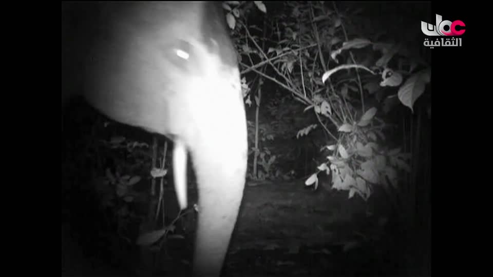 البرنامج الثقافي - عالم الأشجار