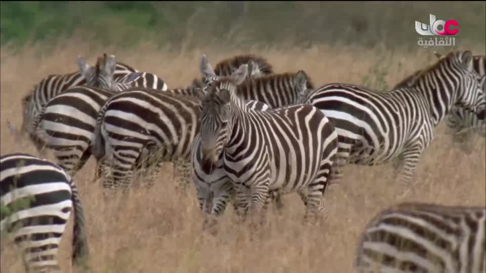 البرنامج الثقافي - الحواس الخارقة - الحلقة 3