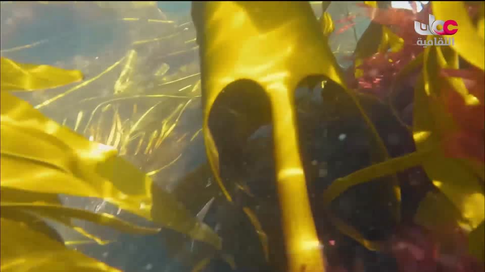 الزراعة من اجل الكوكب - الحلقة 18