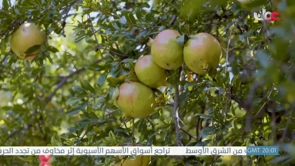 البرنامج العلمي - حصاد - الحلقة 18