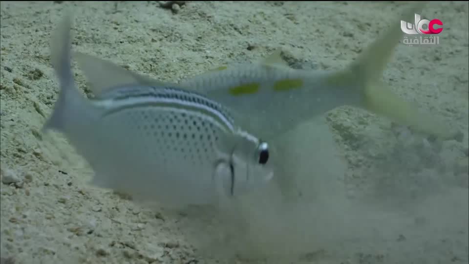 البرنامج الثقافي - زرياب - الحلقة 3