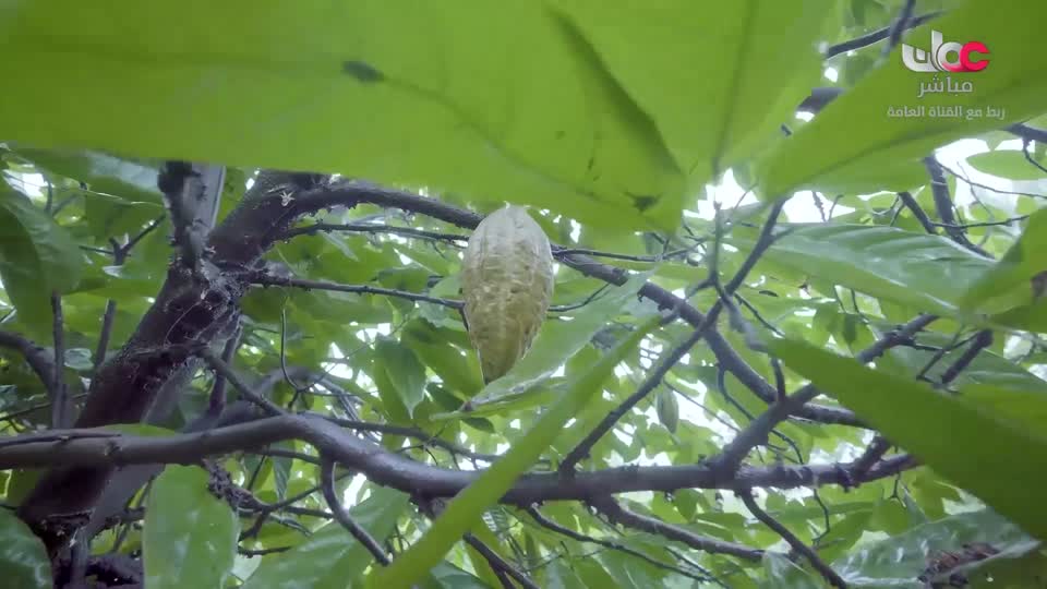 البرنامج العلمي - حصاد - الحلقة 19