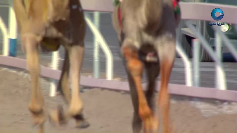 السباق الختامي لكأس جلالة السلطان للهجن - الفليج 2026 - الحلقة 7