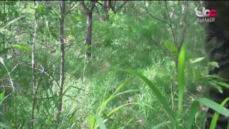 برنامج _ حارات - الحلقة 19