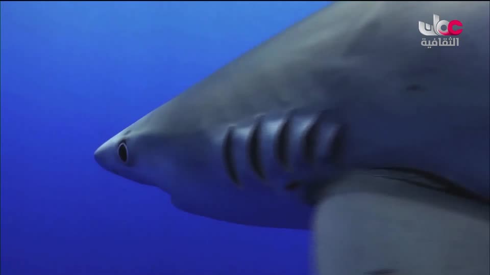 برنامج _ من عبق اللغة _ ج3 - الحلقة 19